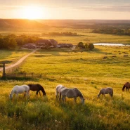 Freeman Family Ranches Sale