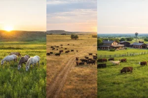 What Ranches Are Included in the Freeman Family Ranches Sale